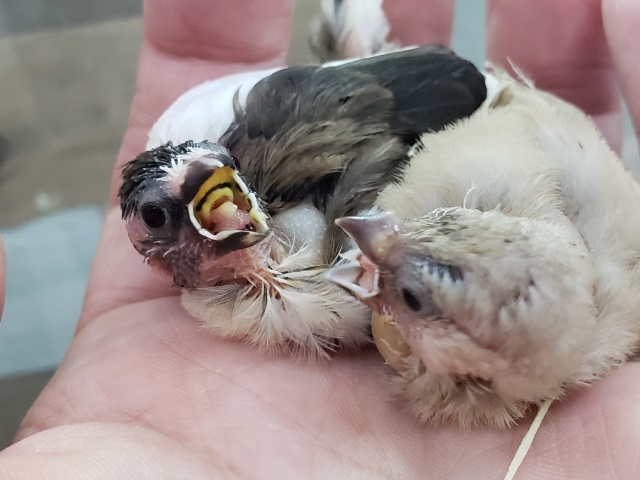 人気のてのり十姉妹入荷です 十姉妹(ジュウシマツ)