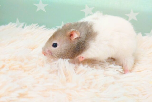 ゴールデンハムスター