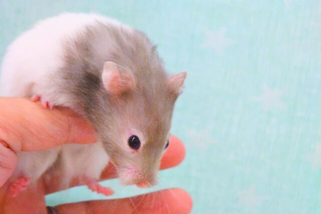 ゴールデンハムスター