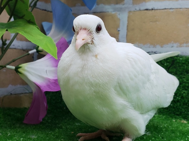 上品さが出てきました♡!銀鳩! ギンバト