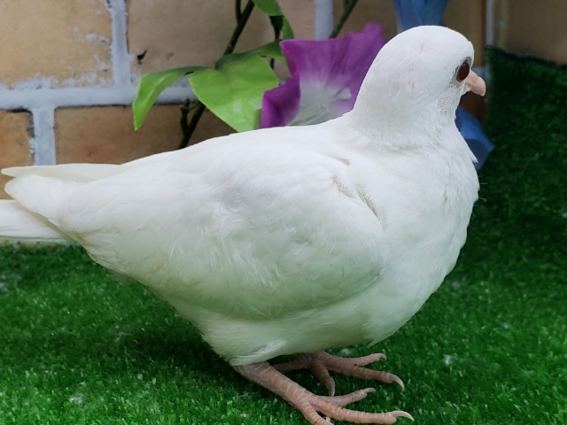 上品さが出てきました♡!銀鳩! ギンバト