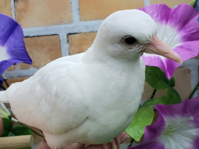 上品さが出てきました♡!銀鳩! ギンバト