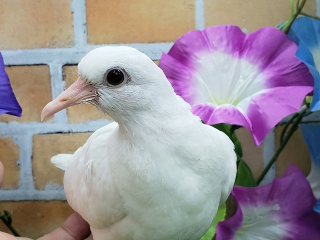 上品さが出てきました♡!銀鳩! ギンバト