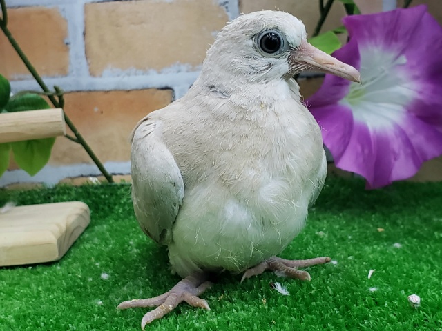 ジュズカケバト