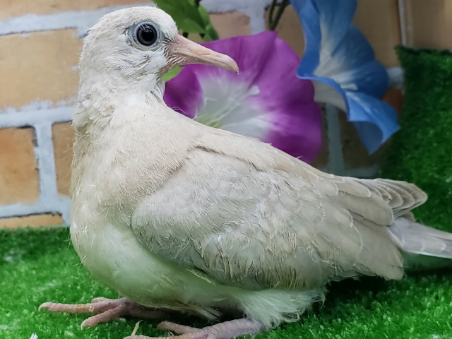 ジュズカケバト