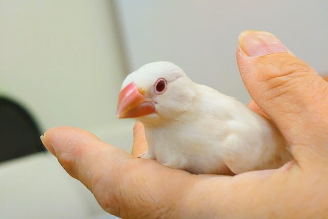 シルバーイノ文鳥