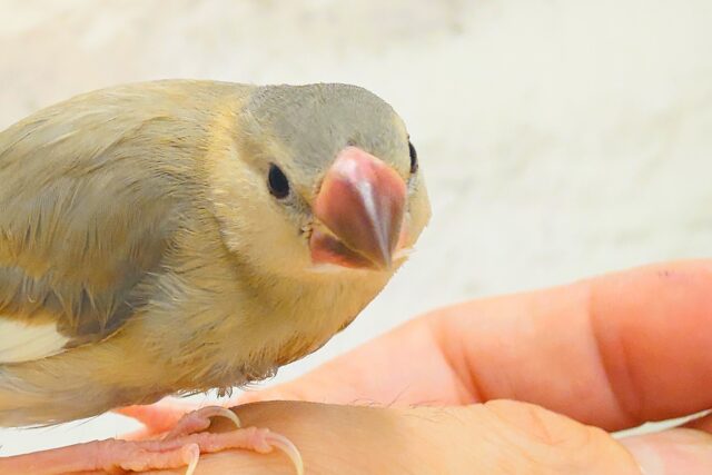 【最新画像更新🪄ひとり餌になりました!】ナナメ45度☆彡 可愛いを知る♬ (´ω`*) 色変わり文鳥~~ 色変わり文鳥