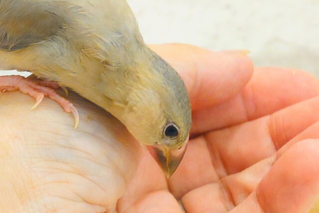 【最新画像更新🪄ひとり餌になりました!】ナナメ45度☆彡 可愛いを知る♬ (´ω`*) 色変わり文鳥~~ 色変わり文鳥