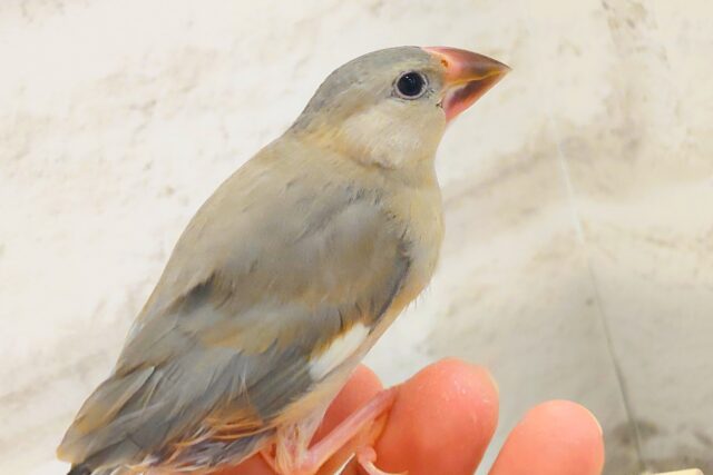 【最新画像更新🪄ひとり餌になりました!】ナナメ45度☆彡 可愛いを知る♬ (´ω`*) 色変わり文鳥~~ 色変わり文鳥