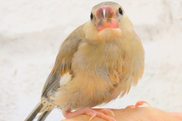 【最新画像更新🪄ひとり餌になりました!】ナナメ45度☆彡 可愛いを知る♬ (´ω`*) 色変わり文鳥~~ 色変わり文鳥