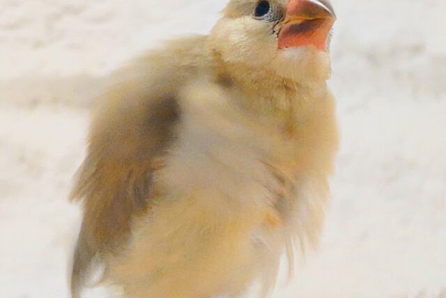 【最新画像更新🪄ひとり餌になりました!】ナナメ45度☆彡 可愛いを知る♬ (´ω`*) 色変わり文鳥~~ 色変わり文鳥