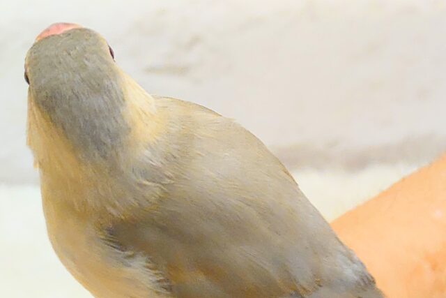 【最新画像更新🪄ひとり餌になりました!】ナナメ45度☆彡 可愛いを知る♬ (´ω`*) 色変わり文鳥~~ 色変わり文鳥