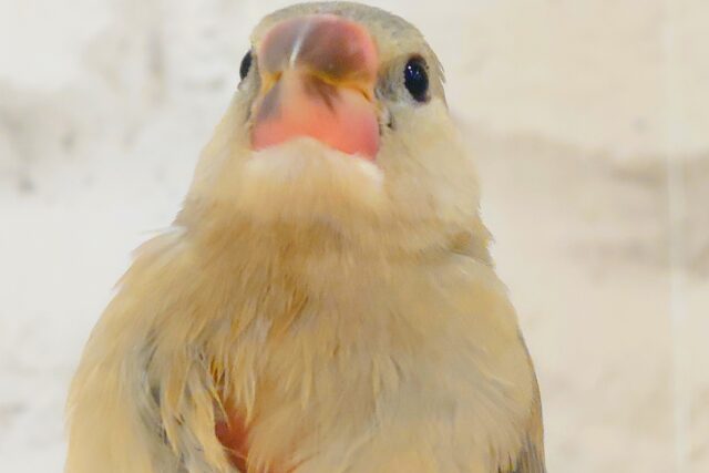 【最新画像更新🪄ひとり餌になりました!】ナナメ45度☆彡 可愛いを知る♬ (´ω`*) 色変わり文鳥~~ 色変わり文鳥