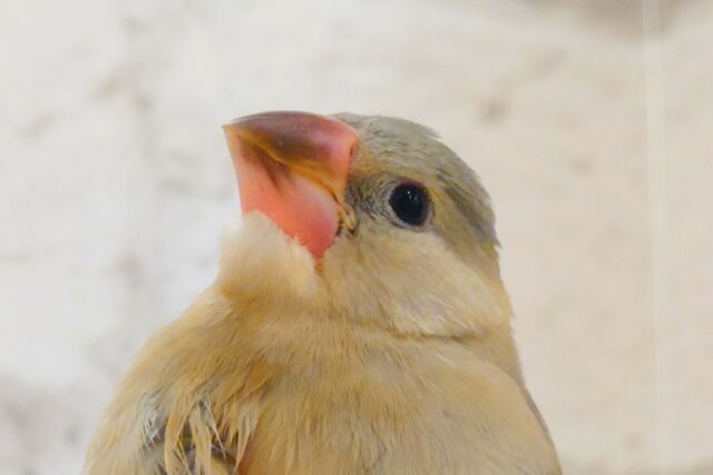 【最新画像更新🪄ひとり餌になりました!】ナナメ45度☆彡 可愛いを知る♬ (´ω`*) 色変わり文鳥~~ 色変わり文鳥