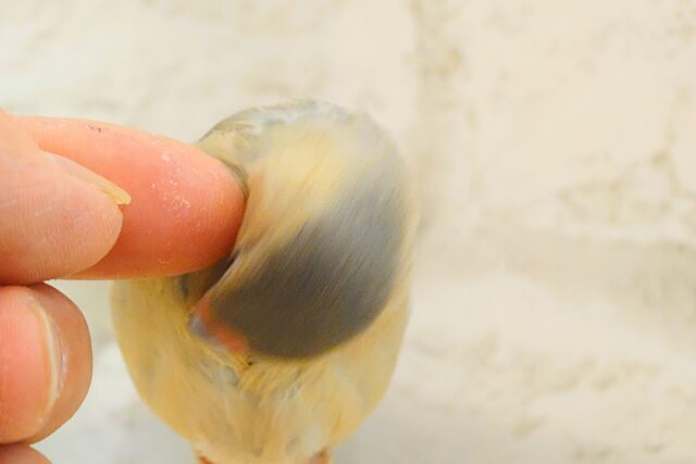 【最新画像更新🪄ひとり餌になりました!】ナナメ45度☆彡 可愛いを知る♬ (´ω`*) 色変わり文鳥~~ 色変わり文鳥