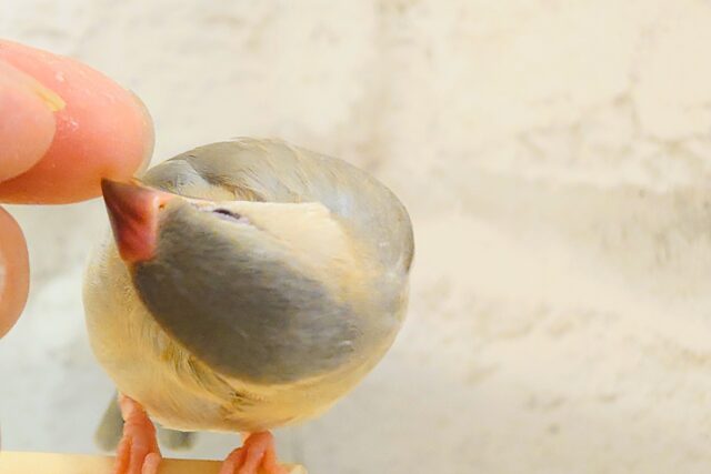 【最新画像更新🪄ひとり餌になりました!】ナナメ45度☆彡 可愛いを知る♬ (´ω`*) 色変わり文鳥~~ 色変わり文鳥