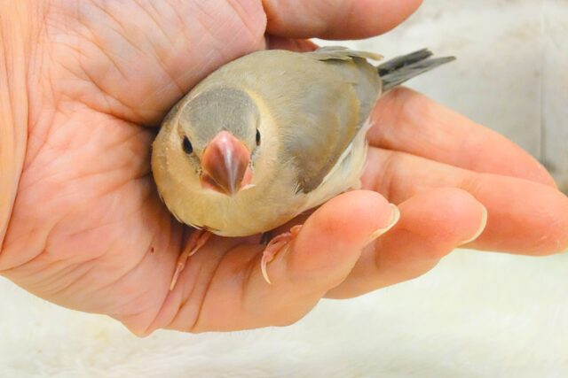 【最新画像更新🪄ひとり餌になりました!】ナナメ45度☆彡 可愛いを知る♬ (´ω`*) 色変わり文鳥~~ 色変わり文鳥