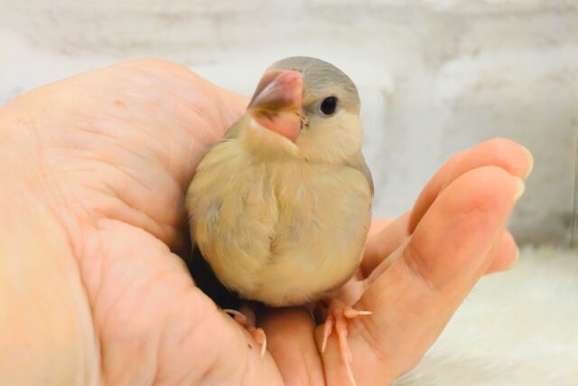 【最新画像更新🪄ひとり餌になりました!】ナナメ45度☆彡 可愛いを知る♬ (´ω`*) 色変わり文鳥~~ 色変わり文鳥