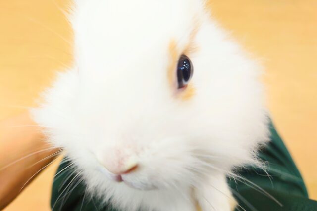 ライオンラビット