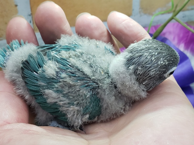 ブルーボタンインコ