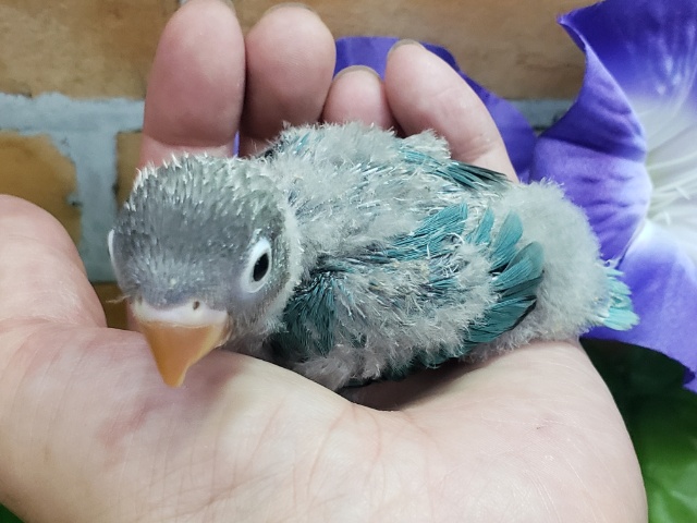 ブルーボタンインコ