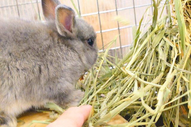 ネザーランドドワーフ