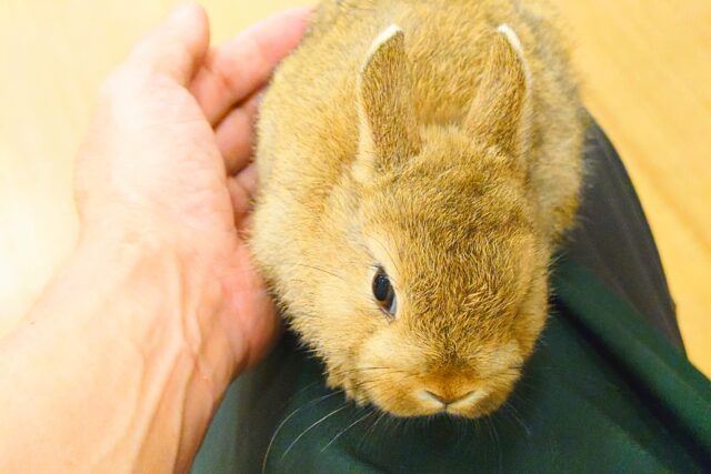 ネザーランドドワーフ