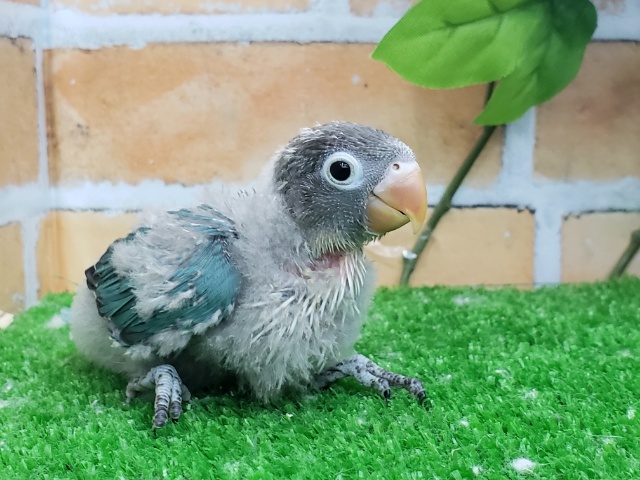 ブルーボタンインコ