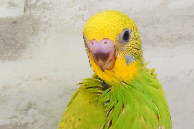 夏のお友だちっ☆ セキセイインコ スパングル〜〜 セキセイインコ