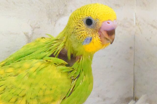 夏のお友だちっ☆ セキセイインコ スパングル〜〜 セキセイインコ