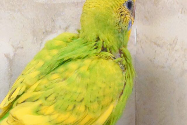 夏のお友だちっ☆ セキセイインコ スパングル〜〜 セキセイインコ