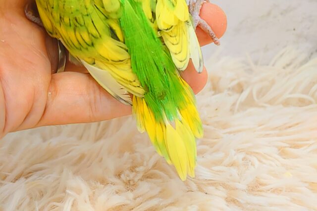 夏のお友だちっ☆ セキセイインコ スパングル〜〜 セキセイインコ