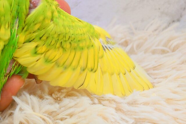 夏のお友だちっ☆ セキセイインコ スパングル〜〜 セキセイインコ