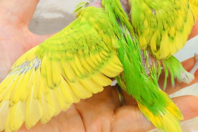 夏のお友だちっ☆ セキセイインコ スパングル〜〜 セキセイインコ