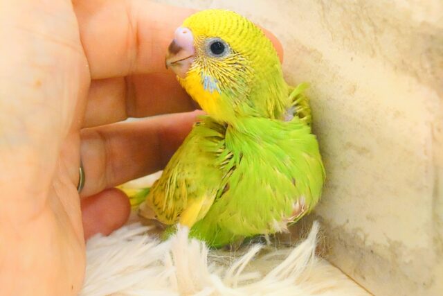 夏のお友だちっ☆ セキセイインコ スパングル〜〜 セキセイインコ