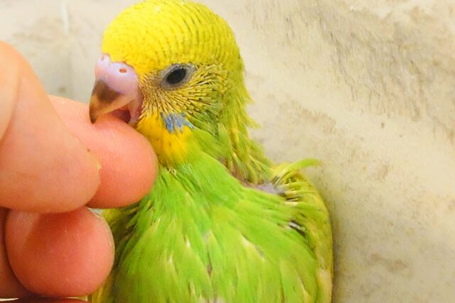 夏のお友だちっ☆ セキセイインコ スパングル〜〜 セキセイインコ