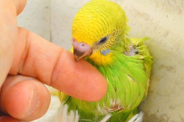 夏のお友だちっ☆ セキセイインコ スパングル〜〜 セキセイインコ