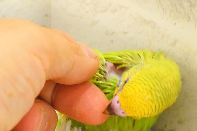 夏のお友だちっ☆ セキセイインコ スパングル〜〜 セキセイインコ