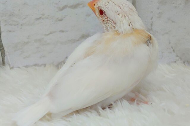 アルビノ文鳥