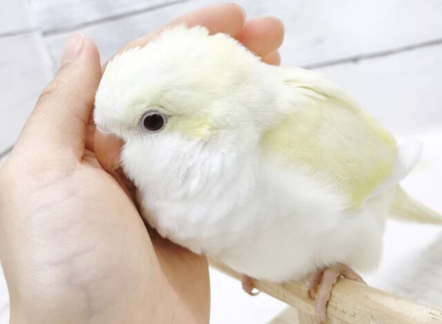 オキナインコ