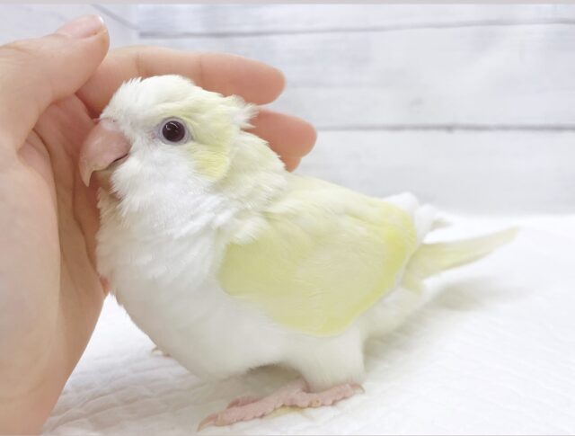 オキナインコ
