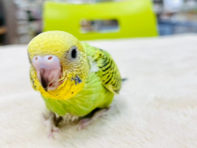 セキセイインコ