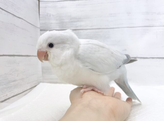 オキナインコ