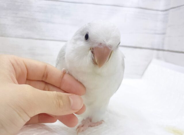 オキナインコ