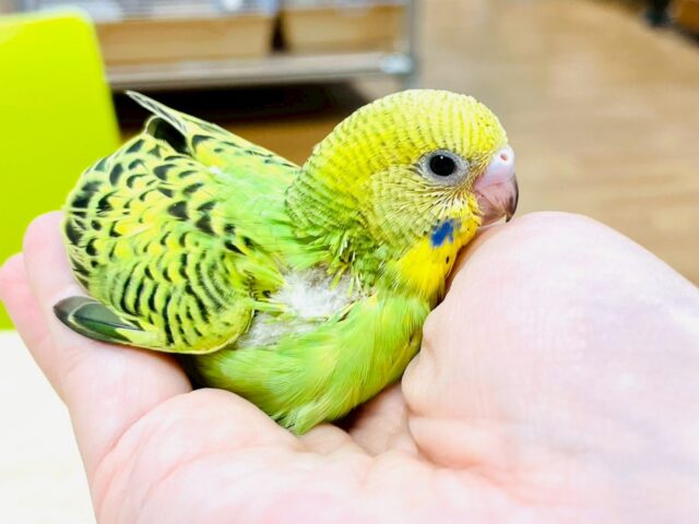 セキセイインコ