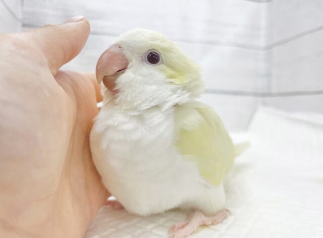 オキナインコ
