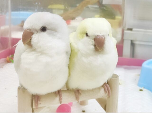 オキナインコ