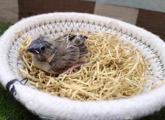 錦花鳥（キンカチョウ）