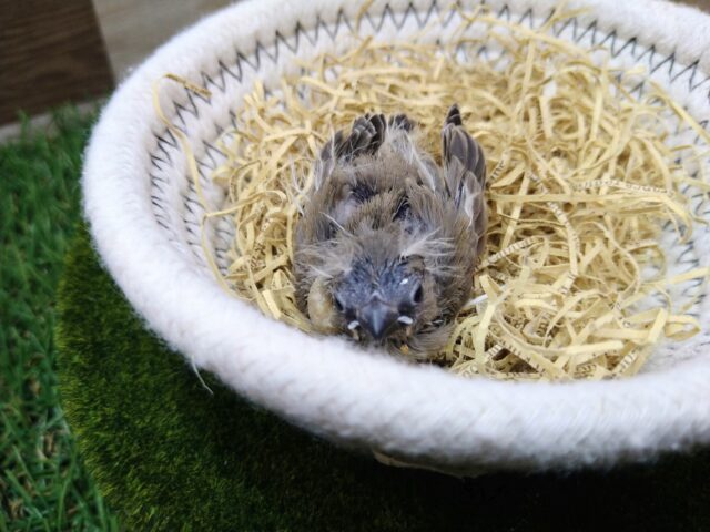 錦花鳥（キンカチョウ）