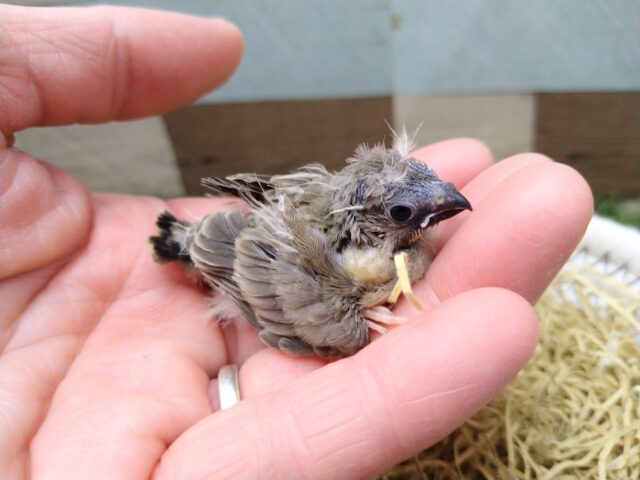 錦花鳥（キンカチョウ）